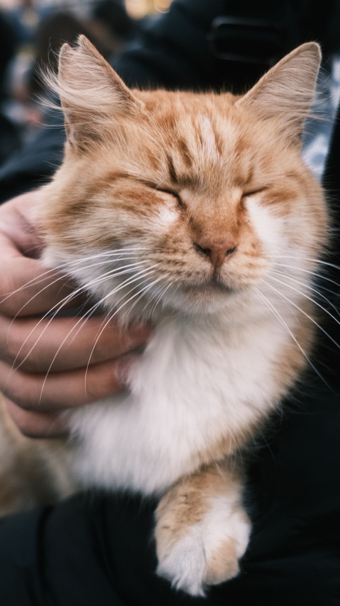 くつろぐ猫と過ごすひととき